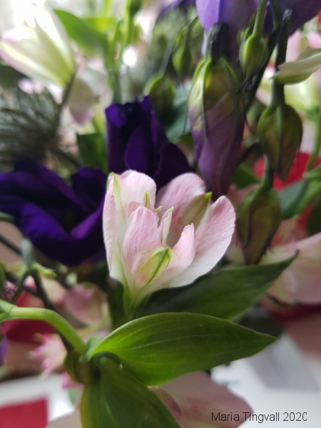 Tulpaner i olika färger