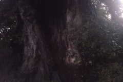 Ulme 1 - eine der größten Deutschlands