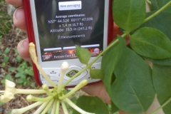 Vildkaprifol är Bohusläns landskapsblomma