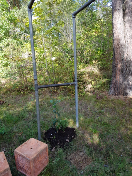 Humulus lupulus ’Nordbrau’ honplanta 1