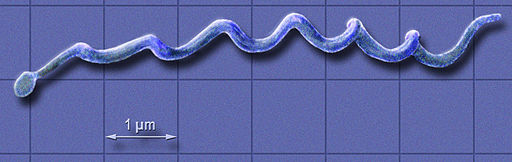 Webinar: Updates on Tickborne Disease Diagnostics