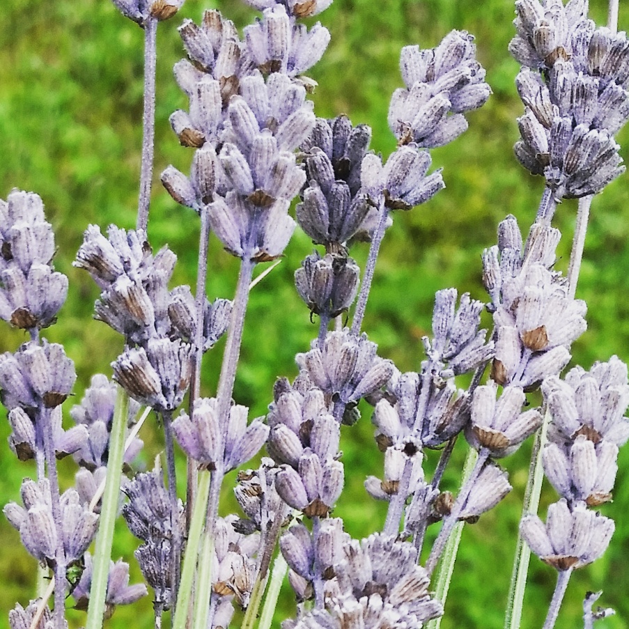 Fästingburna sjukdomar orsak till självmord