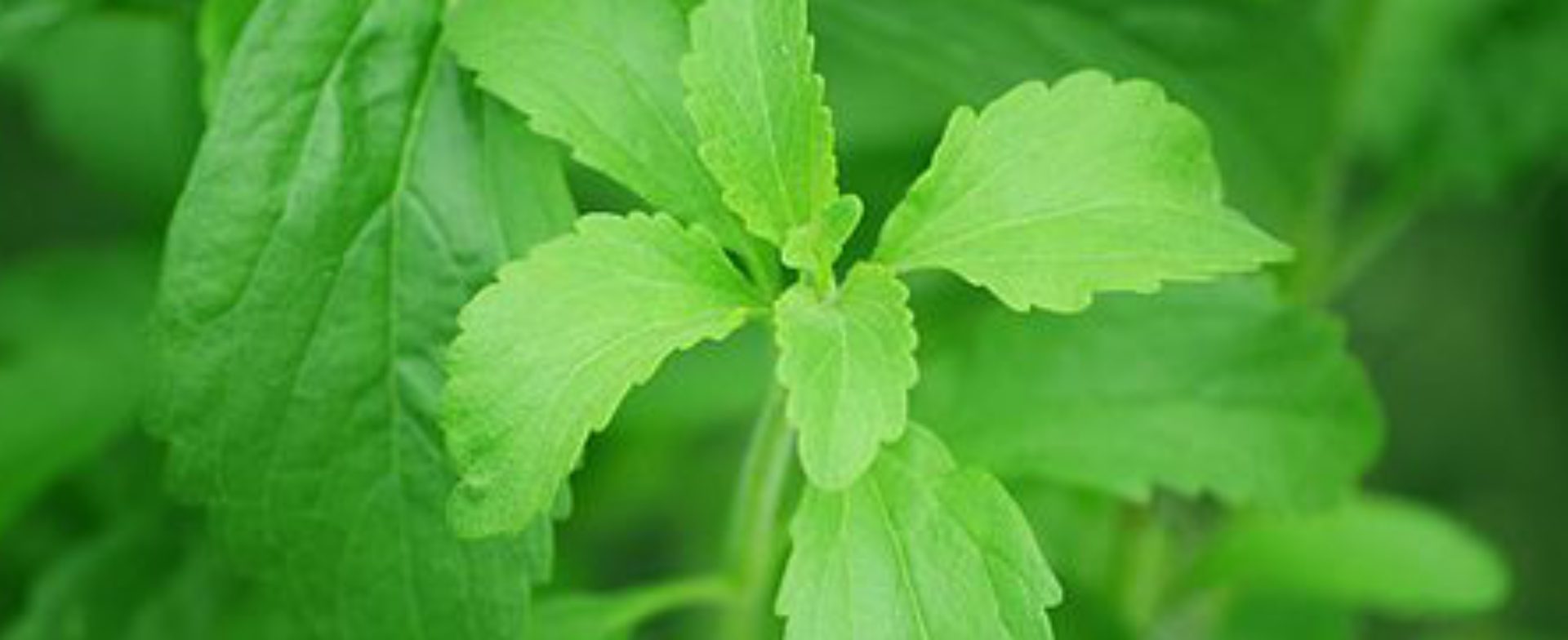 Näringsämnen mot borrelia