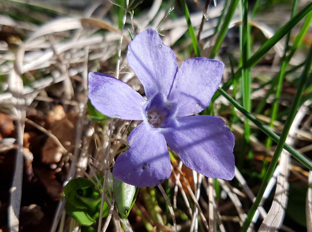 Lite trädgårdsarbete