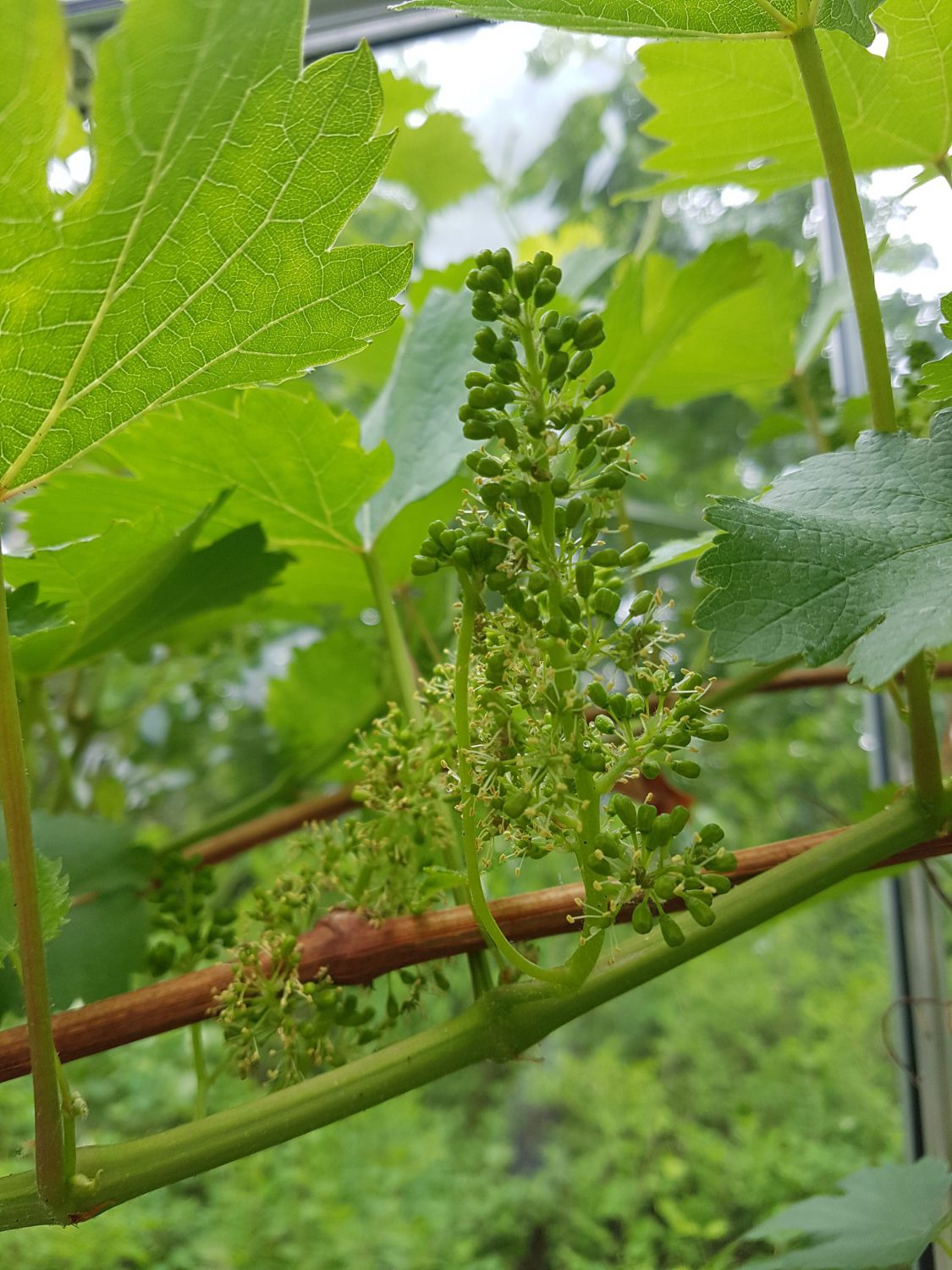 Fixat lite i växthuset