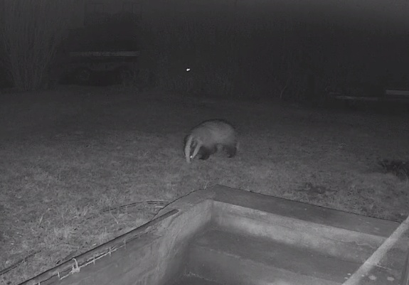 Grävling på genomfart